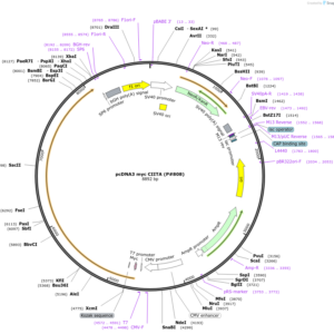 Plasmid pcDNA3 myc CIITA (P#808) (1 unit)