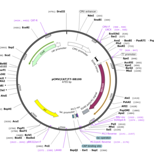 Plasmid pCMV(CAT)T7-SB100 (1 unit)