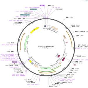 Plasmid pLenti puro HA-Ubiquitin (1 unit)